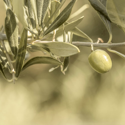Olivenzweig mit Olive.