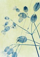 Wildpflanze Silene vulgaris