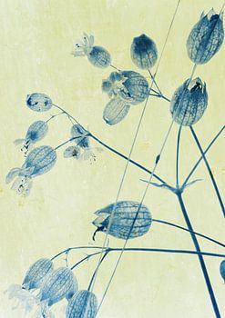 Wild plant Silene vulgaris