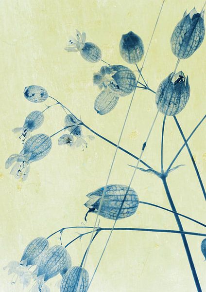 Plante sauvage Silene vulgaris par René Glas