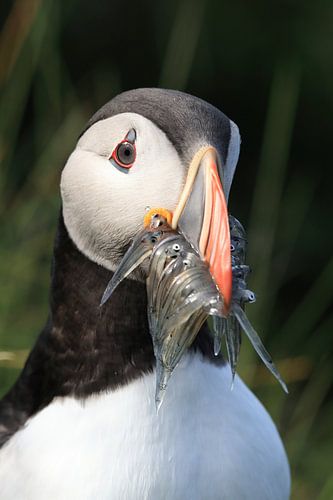 Papegaaiduikers met zandalen IJsland