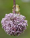 Laubfrosch auf einer schönen lila Blume von Patrick van Bakkum Miniaturansicht