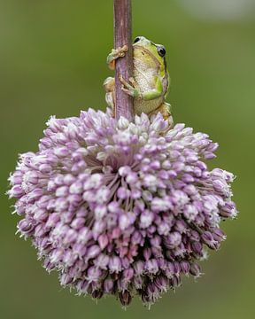 Rainette sur une belle fleur violette sur Patrick van Bakkum