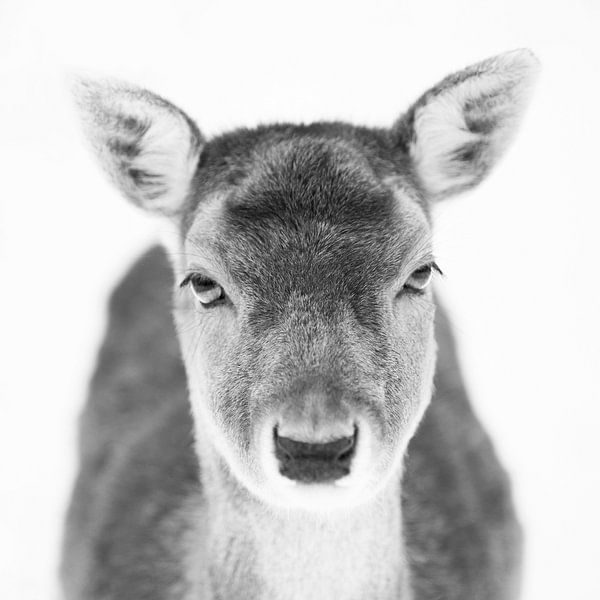 Damhert by Special Moments MvL