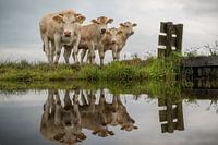 Cows