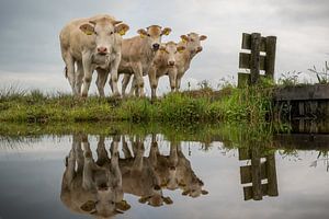 Vaches sur Johan Vet