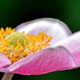 a pink Japanese autumn anemone flower by Werner Lehmann