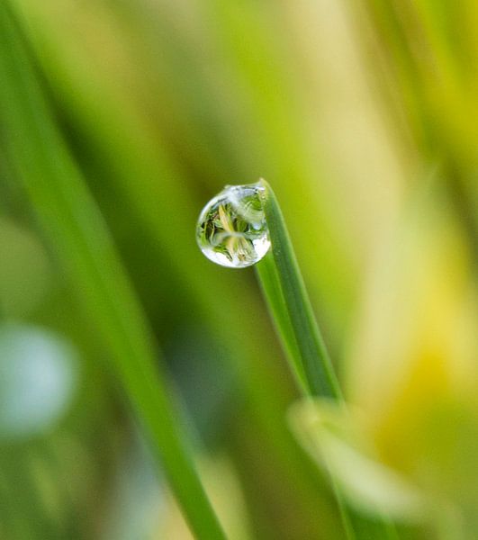 Dew drop von José Janssen