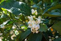 Mooie witte oranje bloesems en groene bladeren