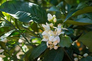 Hübsche weiße Orangenblüten und grüne Blätter von Montepuro