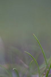 Gras by Robert Wiggers