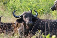 Buffel