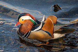 Canard mandarin 5