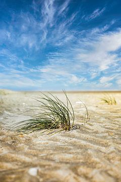 The Kwade Hoek beach in the dunes of Goeree by Rob van der Teen