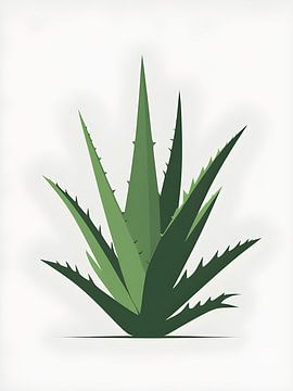 Plante d'aloès sur Giandra Safaraz