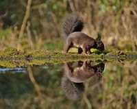 Spiegelbeeld
