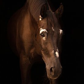 Blackphoto paard 1