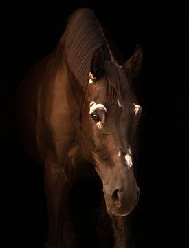 Blackphoto paard 1 van Jaimy Michelle Photography