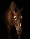 Blackphoto paard 1 van Jaimy Michelle Photography thumbnail