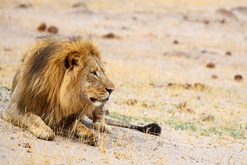 Lion, Parc national du Hwange, Zimbabwe