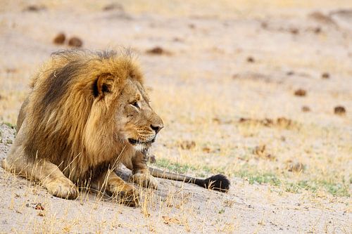 Leeuw, Hwange National Park, Zimbabwe