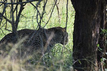 Mannelijk luipaard in Kruger, Zuid-Afrika by Vincent Dekker