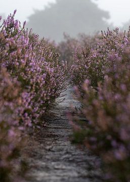 Een mooie doorkijk door de paarse heide. van Jack Pruijn