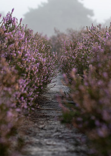 A beautiful vista through the purple heather.