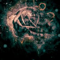 Aspirin Rose