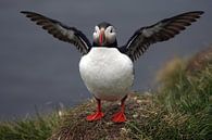 Puffin by Wim Frank thumbnail