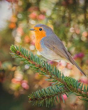 Robin on ornate background by Wennekes Photography