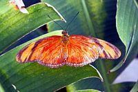 Orange Butterfly