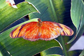 Orange Butterfly van Ruud Nieterau