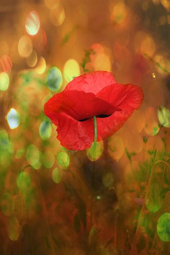 Poppy on fire by Yvonne Blokland