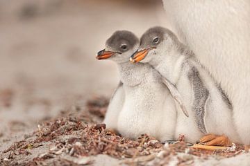 Gentoo jong van Joan Gil Raga