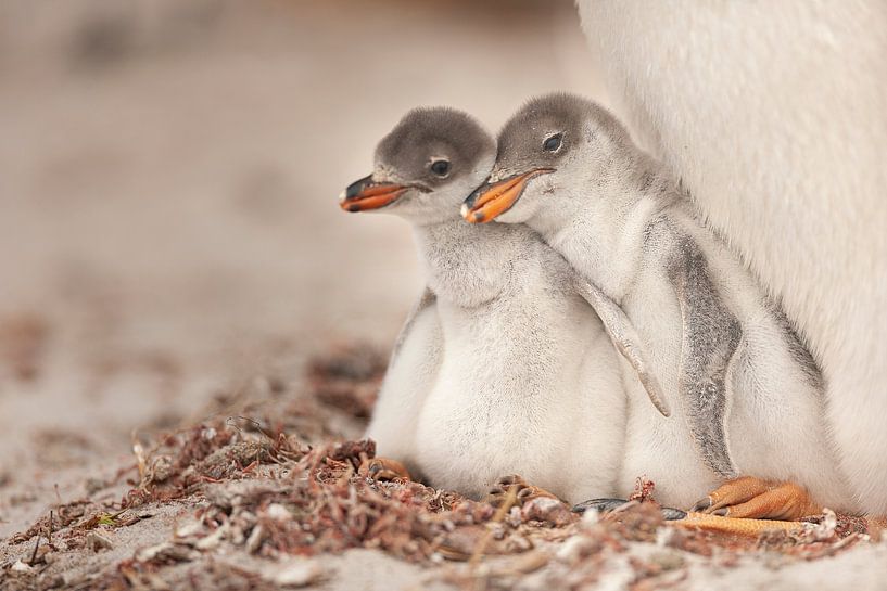 Gentoo jung von Joan Gil Raga