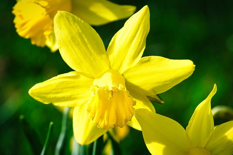 Yellow daffodil, daffodil individually highlighted by Martin Köbsch