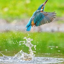 Ijsvogel duikt naar visje maar mist. van Harry Punter