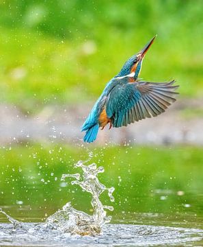 Kingfisher taucht nach Fischen, verfehlt aber. von Harry Punter