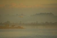 Morninglight