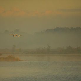 Morninglight van Titus van 't Veer