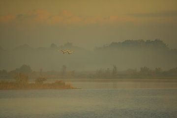 Lumière du matin sur Titus van 't Veer