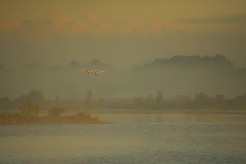 Morninglight by Titus van 't Veer
