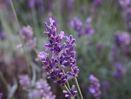 Lavender Blossom by Lea-Marie Littwin