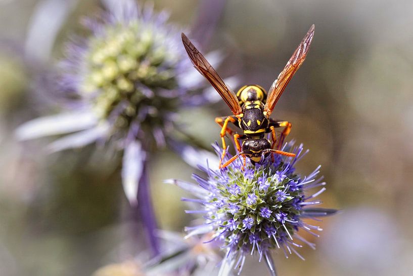 Wasp by Rob Boon