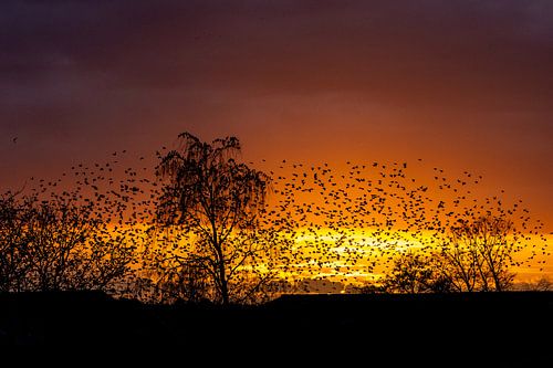 Coucher de soleil de Starling