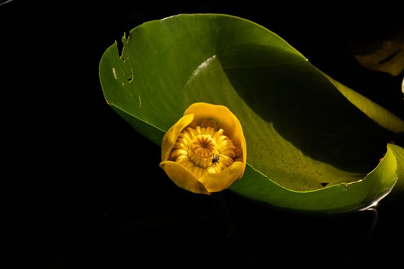 water lily by Arie Jan van Termeij