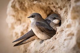 Sand martins at the nesting box (Riparia riparia)