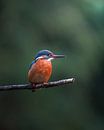 Kingfisher on a branch by Tom Zwerver thumbnail
