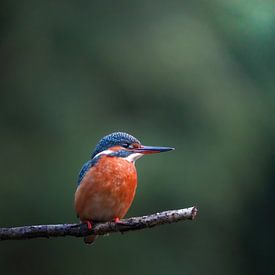 Ijsvogel op een tak van Tom Zwerver